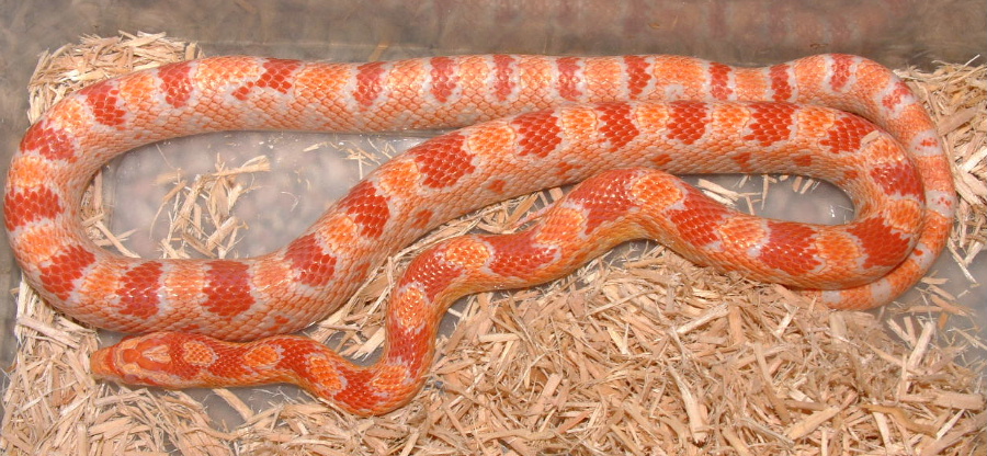 Amel Corn