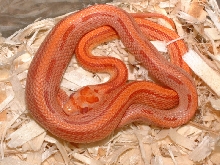 Amel Striped Corn