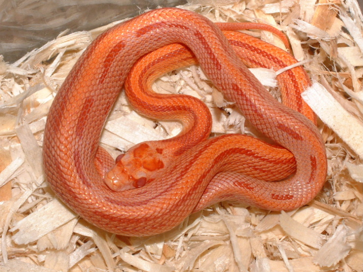 Amel Striped Corn
