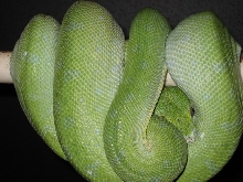 yoshi