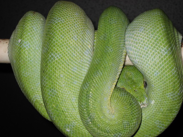 yoshi