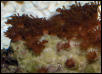 Saltwater - Austin Aquariums