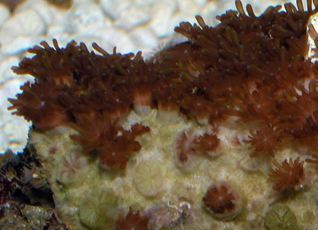 Saltwater - Austin Aquariums