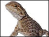Bearded Dragon