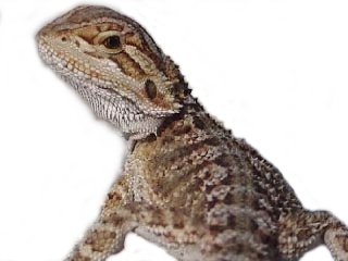 Bearded Dragon