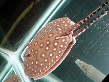 P. Motoro cb Female 1