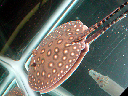 P. Motoro cb Female 1