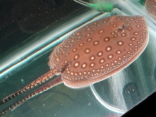 P. Motoro cb Female 2