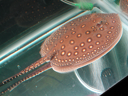 P. Motoro cb Female 2
