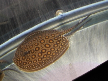 P. Motoro Male 1