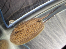 P. Motoro Male 2