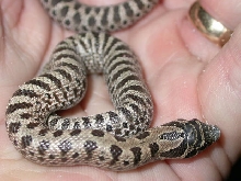 2014 "Bones" Tiger Babies from Jeff Leonard Breeder Pair