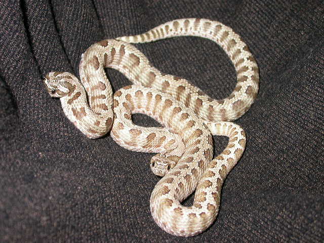 2012 Jeff Leonard Breeder pair.