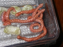 2014-2 Tiger Albino clutch 2