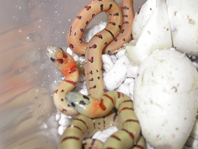 2010 aberrant thayeri female