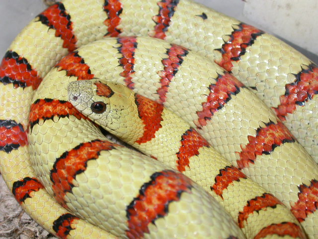 yellow 2005 male