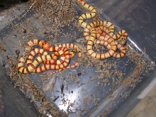 2010.........1