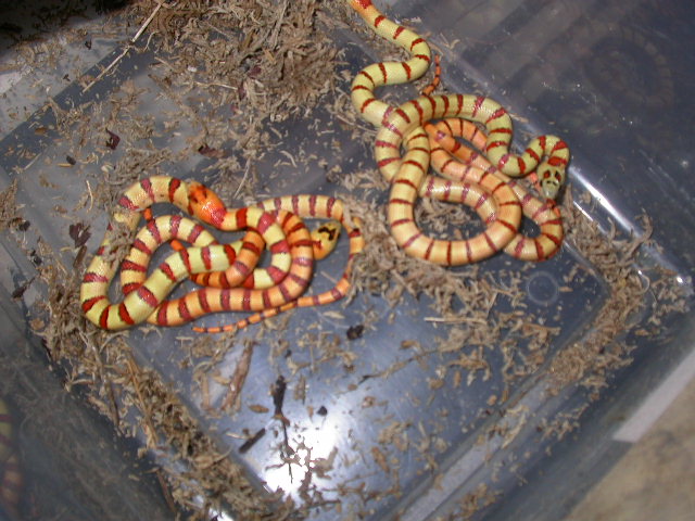2010.........1