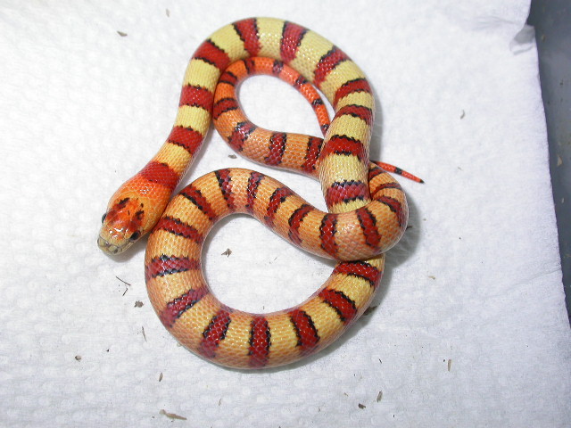 orange headed 2010 E clutch female