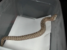 2011 jungle type
