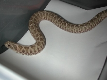 2011 jungle type male 2