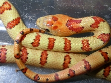 2006 yellow male holdback from C.C. to yellow male