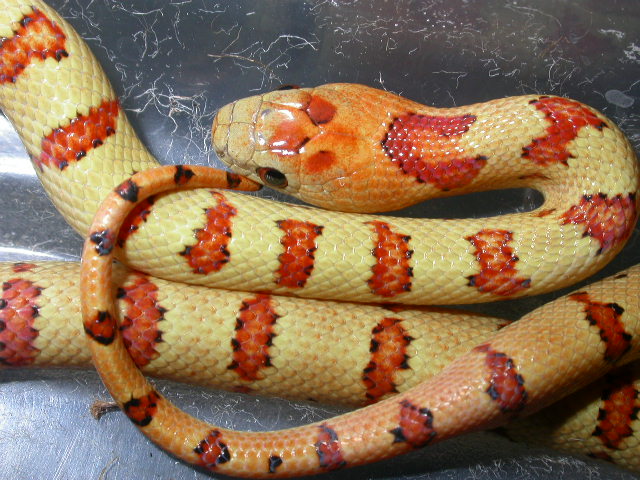 2006 yellow male holdback from C.C. to yellow male
