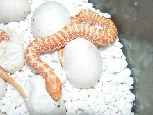 2012 Tiger Albino
