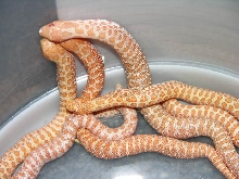 tiger albino #3
