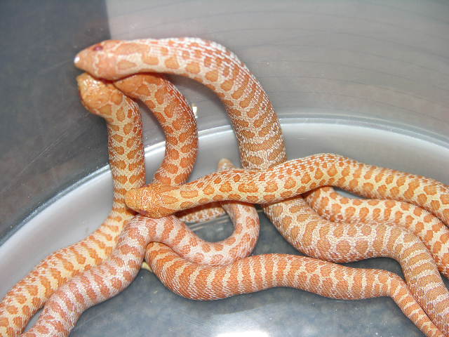 tiger albino #3