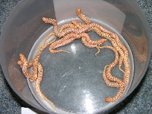 2012 tiger albino 2