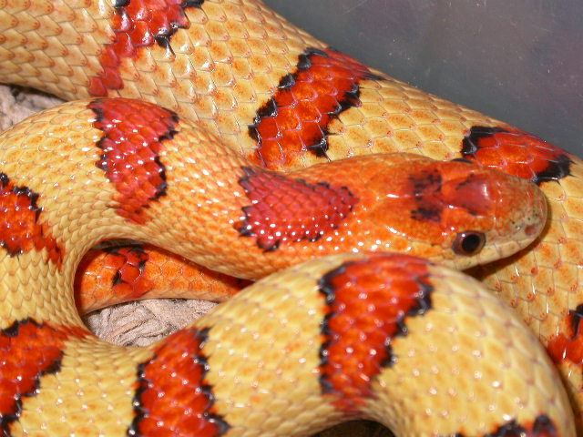 Male Thayeri King Breeder