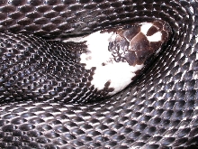 2008 Pied Black Pine Female breeder