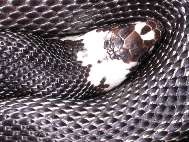 2008 Pied Black Pine Female breeder