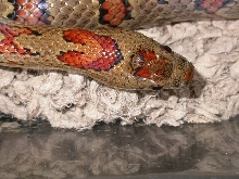 wildcaught blood thayeri female