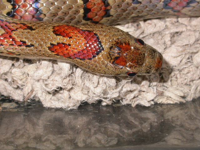 wildcaught blood thayeri female
