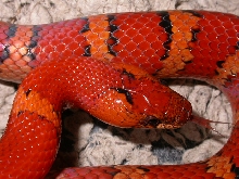 Orange cheeked thayeri breeder..(#06m)