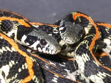 Easter Blackneck Garter........"MAKE MY DAY"