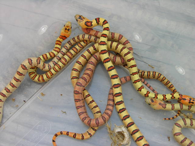 2012 H Yellow Thayeri