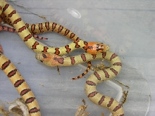2012 H - Yellow Thayeri- orange heads