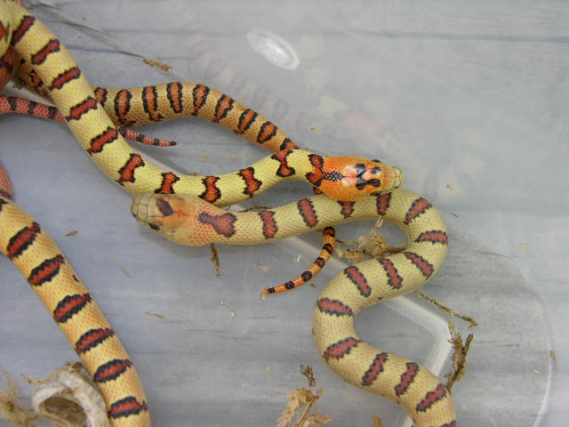 2012 H - Yellow Thayeri- orange heads