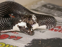 Pied Black Pines Breeding