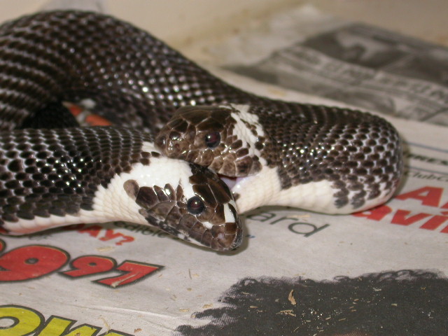 Pied Black Pines Breeding