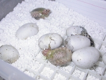 2011 Toffees Hatching