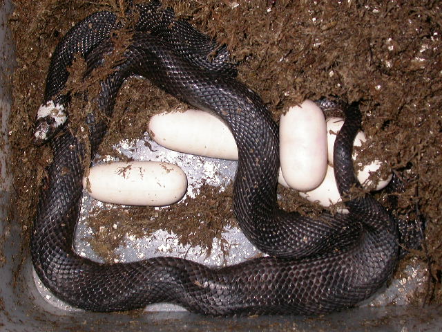 Pied Black Pine Female Laying 6-14-11