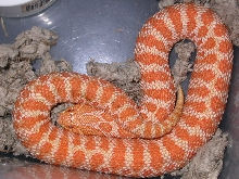 Joe Schmidt Tiger Albino Breeder