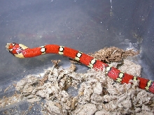 "Wristwatch" Milksnake phase Thayeri