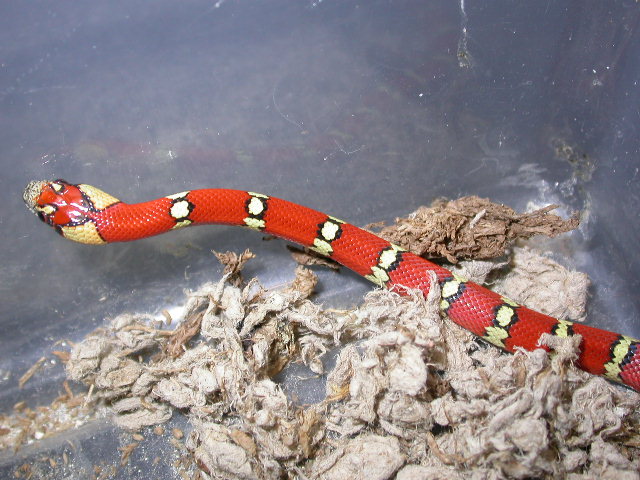 "Wristwatch" Milksnake phase Thayeri