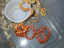 2011 clutch thayeri