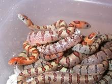2011 Thayeri clutch